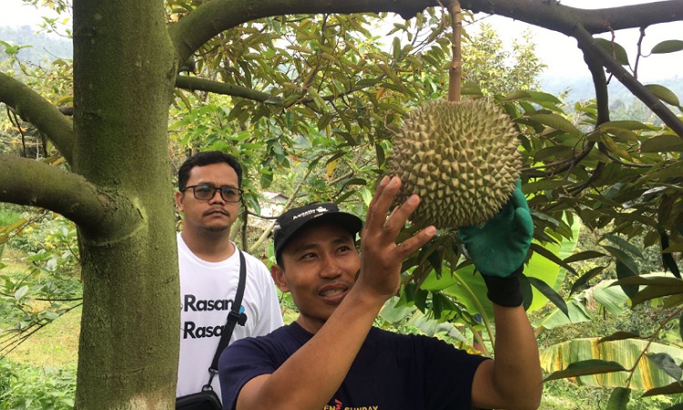 Sensasi Durian Premium di Wonosalam, Musangking Jadi Primadona Penikmat Durian!