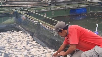 Ribuan Ikan Keramba di Telaga Ngebel Mati Mendadak, Petani Terancam Gagal Panen