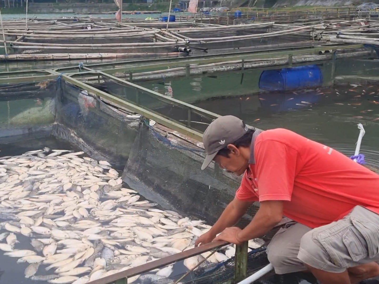 Ribuan Ikan Keramba di Telaga Ngebel Mati Mendadak, Petani Terancam Gagal Panen