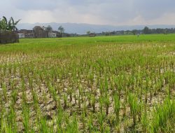 Puluhan Hektar Sawah di Ponorogo Terserang Asem-Asem, Dispertahankan Beri Penjelasan