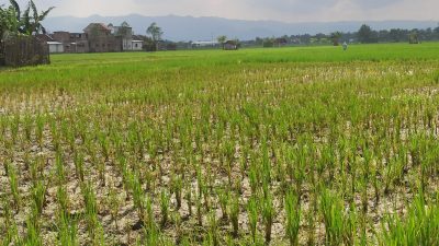 Puluhan Hektar Sawah di Ponorogo Terserang Asem-Asem, Dispertahankan Beri Penjelasan