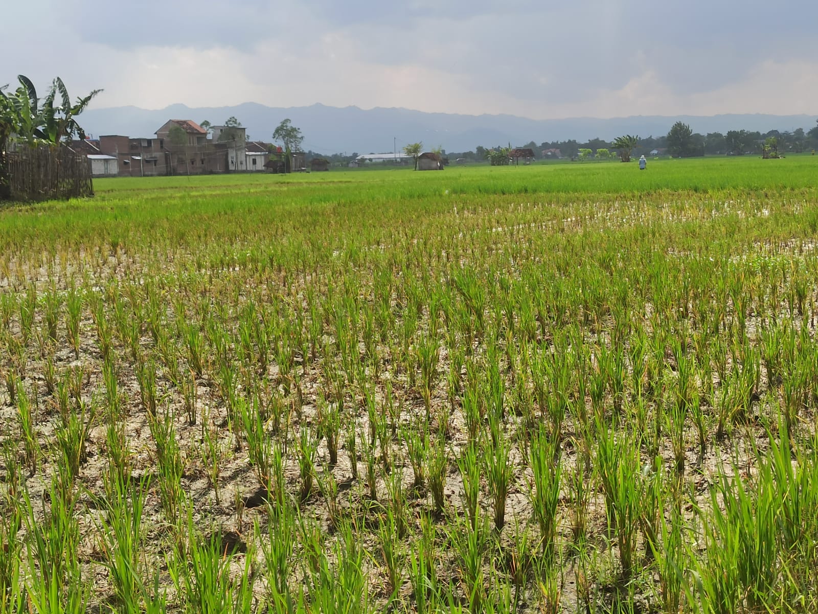 Puluhan Hektar Sawah di Ponorogo Terserang Asem-Asem, Dispertahankan Beri Penjelasan