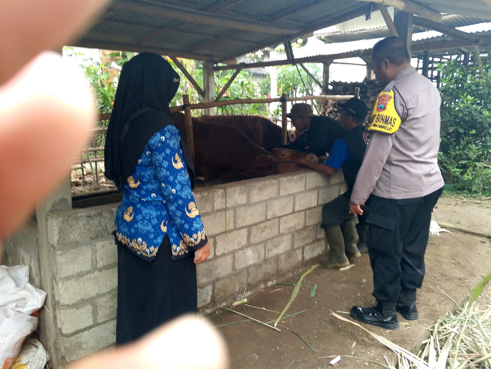 Sebanyak 300 Ekor Sapi di Desa Deyeng Sudah Tervaksin, Upaya Tekan Penyebaran PMK