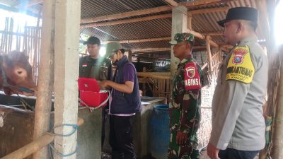 Maraton Vaksinasi Ternak di Kandat, Polri dan TNI Dampingi Petugas