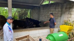 Program UPPO Pertanian 2022 di Desa Pacewetan Nganjuk Diduga Gagal, Ini Kondisinya