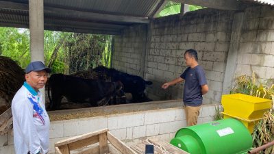 Program UPPO Pertanian 2022 di Desa Pacewetan Nganjuk Diduga Gagal, Ini Kondisinya