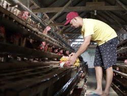 Harga Telur di Ponorogo Melonjak, Warga Berburu Langsung ke Peternak,  Telur Pecah Pun Laku
