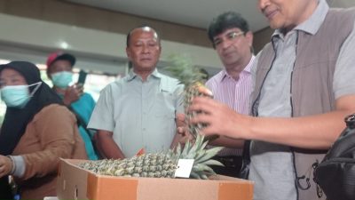 Ekspor Perdana Nanas Quin Simplex Kediri ke Arab Saudi, Langkah Awal Menuju Pasar Global