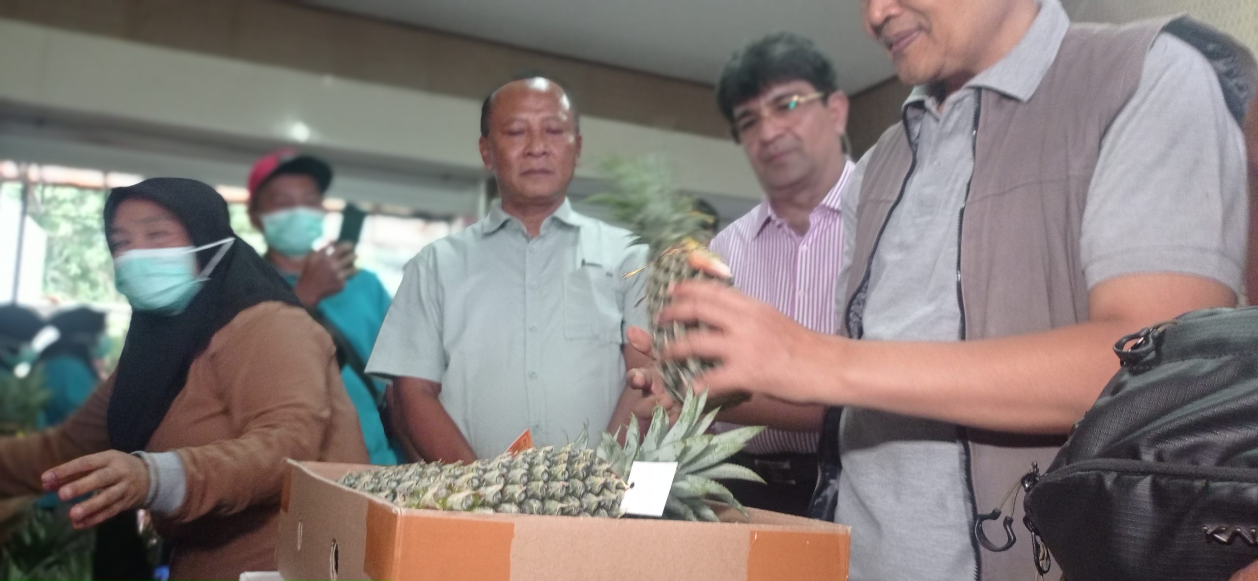 Ekspor Perdana Nanas Quin Simplex Kediri ke Arab Saudi, Langkah Awal Menuju Pasar Global