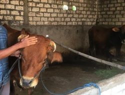 Status Darurat PMK Dicabut, Pemkab Jombang Pastikan Vaksinasi Berjalan