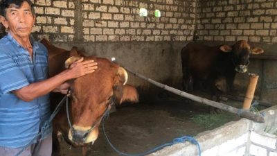 Status Darurat PMK Dicabut, Pemkab Jombang Pastikan Vaksinasi Berjalan