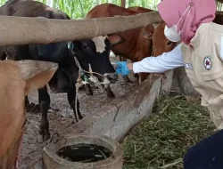 Kasus PMK di Kediri Meningkat, 1.116 Ekor Ternak Terpapar