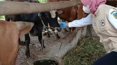 Kasus PMK di Kediri Meningkat, 1.116 Ekor Ternak Terpapar