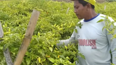 Musim Hujan, Petani Cabai Kediri Waspadai Serangan Virus Gemini