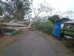 Waspada Cuaca Ekstrem, Angin Kencang dan Potensi Pohon Tumbang di Kediri