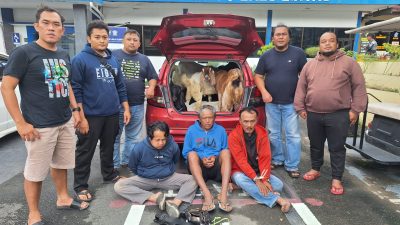 Sindikat Pencuri Kambing Diringkus, Gunakan Mobil Berkaca Gelap untuk Angkut Hewan Curian