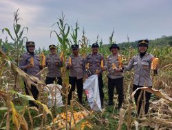 Perhutani Dukung Ketahanan Pangan Nasional, Bhabinkamtibmas dan LMDH Panen Jagung di Kediri
