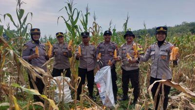 Perhutani Dukung Ketahanan Pangan Nasional, Bhabinkamtibmas dan LMDH Panen Jagung di Kediri