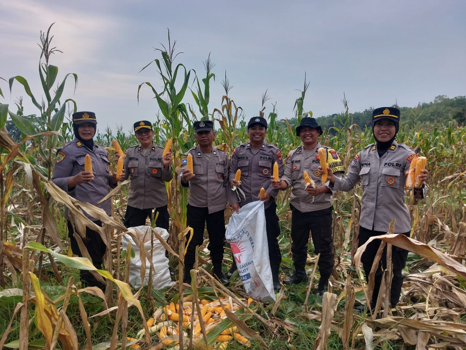 Perhutani Dukung Ketahanan Pangan Nasional, Bhabinkamtibmas dan LMDH Panen Jagung di Kediri