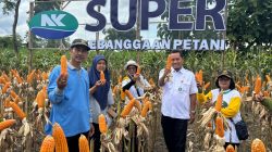 Panen Raya Jagung di Kayen Kidul: Petani Maju bersama NK super