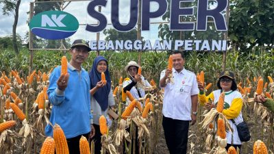 Panen Raya Jagung di Kayen Kidul: Petani Maju bersama NK super
