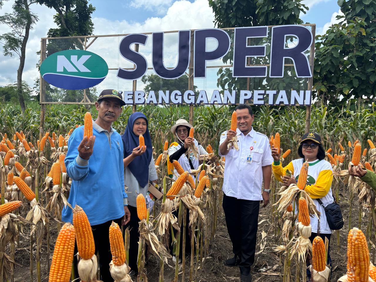 Panen Raya Jagung di Kayen Kidul: Petani Maju bersama NK super