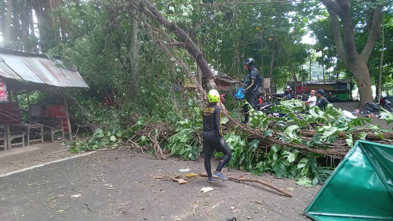 Pohon Tumbangdi wisata sumber Cakarwesi Kediri tumbang