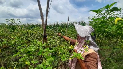 Harga Cabai Rawit di Tulungagung Tembus Rp 100 Ribu per Kg, Ini Penyebab Utamanya!
