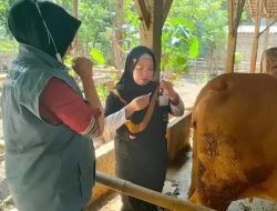 Angka Kesembuhan Sapi dari PMK di Kabupaten Kediri Melonjak, DKPP Optimistis Tuntas Sebelum Akhir Tahun