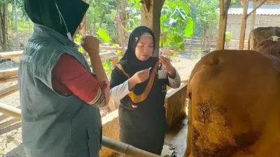 Angka Kesembuhan Sapi dari PMK di Kabupaten Kediri Melonjak, DKPP Optimistis Tuntas Sebelum Akhir Tahun