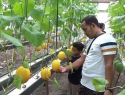 Ngabuburit Seru di Jombang, Petik Melon Hidroponik Langsung dari Kebunnya