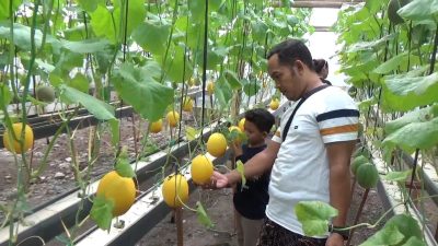 Ngabuburit Seru di Jombang, Petik Melon Hidroponik Langsung dari Kebunnya