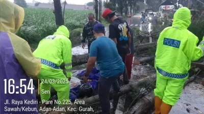  Pohon di Adan-Adan, Gurah, Kediri Tumbang Timpa Pengendara, Satu Orang Tewas dan Satu Luka Parah