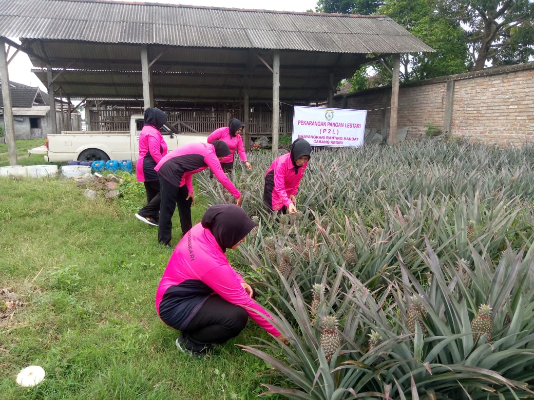 Bhayangkari Ranting Kandat Dukung Ketahanan Pangan Lewat Pekarangan Pangan Lestari