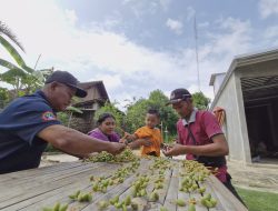 Pohon Kurma Berbuah Lebat, Rumah Warga Ponorogo Diserbu Pejuang Garis Dua