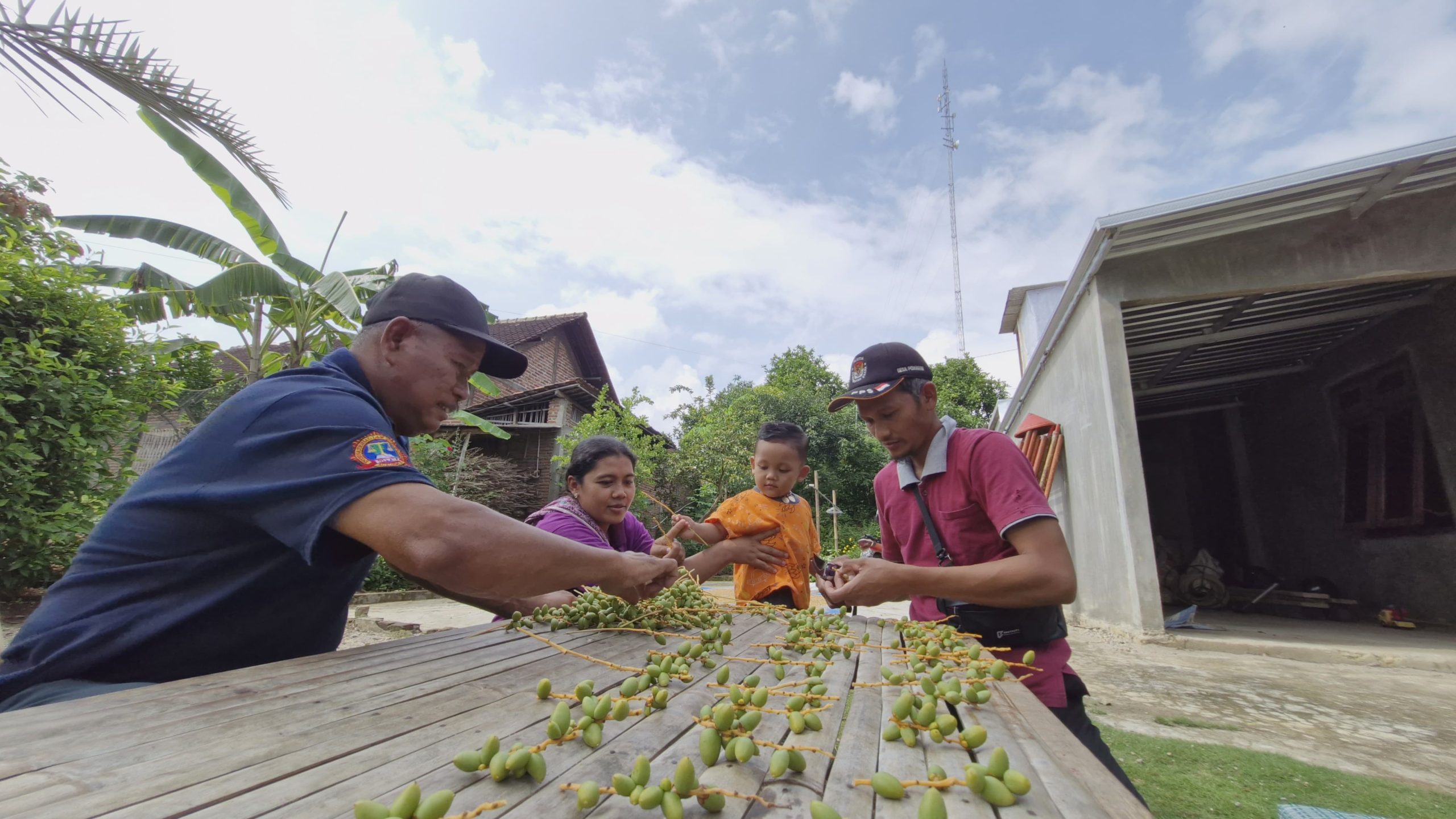 Pohon Kurma Berbuah Lebat, Rumah Warga Ponorogo Diserbu Pejuang Garis Dua
