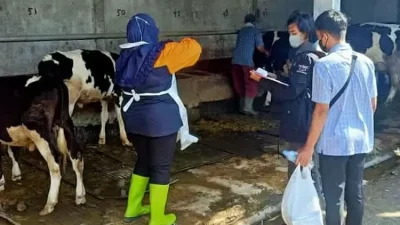Pemprov Jatim Salurkan 8.000 Dosis Vaksin Khusus untuk Sapi Perah di Kediri