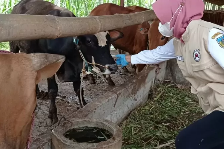 Angka Kesembuhan Sapi dari PMK di Kabupaten Kediri Capai 759 Ekor