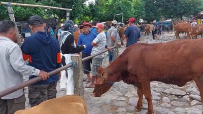 Kediri Terima Tambahan 28.000 Dosis Vaksin untuk Cegah Penyebaran PMK, Ini lnfonya