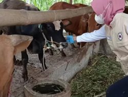 Angka Kesembuhan Sapi di Kabupaten Kediri dari PMK Capai 1.018 Ekor