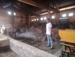 Program UPPO di Desa Bulu Nganjuk Gagal, Sapi Hilang dengan Dalih PMK