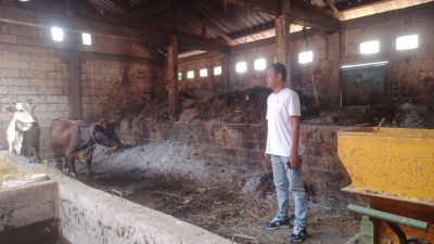 Program UPPO di Desa Bulu Nganjuk Gagal, Sapi Hilang dengan Dalih PMK