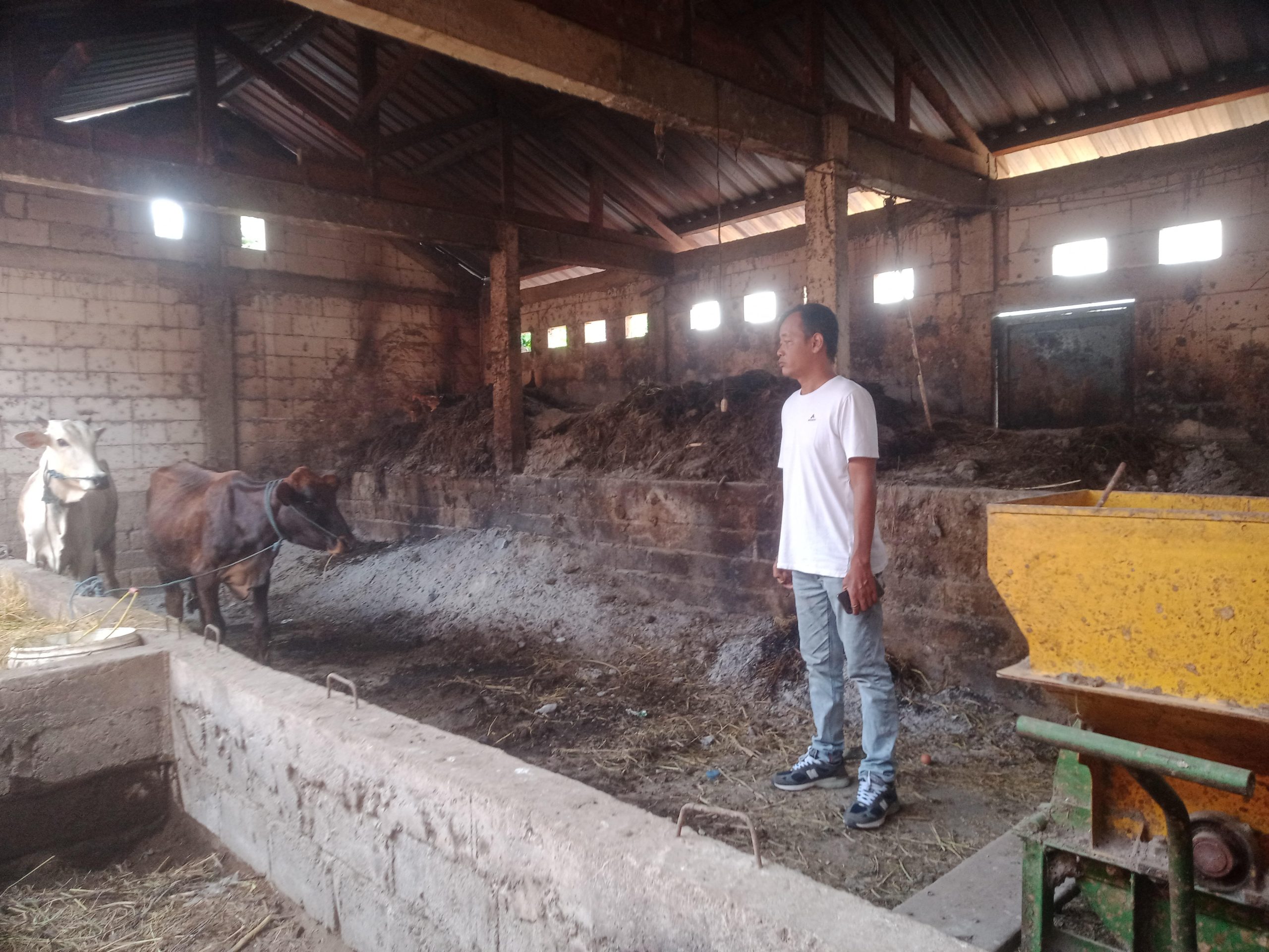 Program UPPO di Desa Bulu Nganjuk Gagal, Sapi Hilang dengan Dalih PMK