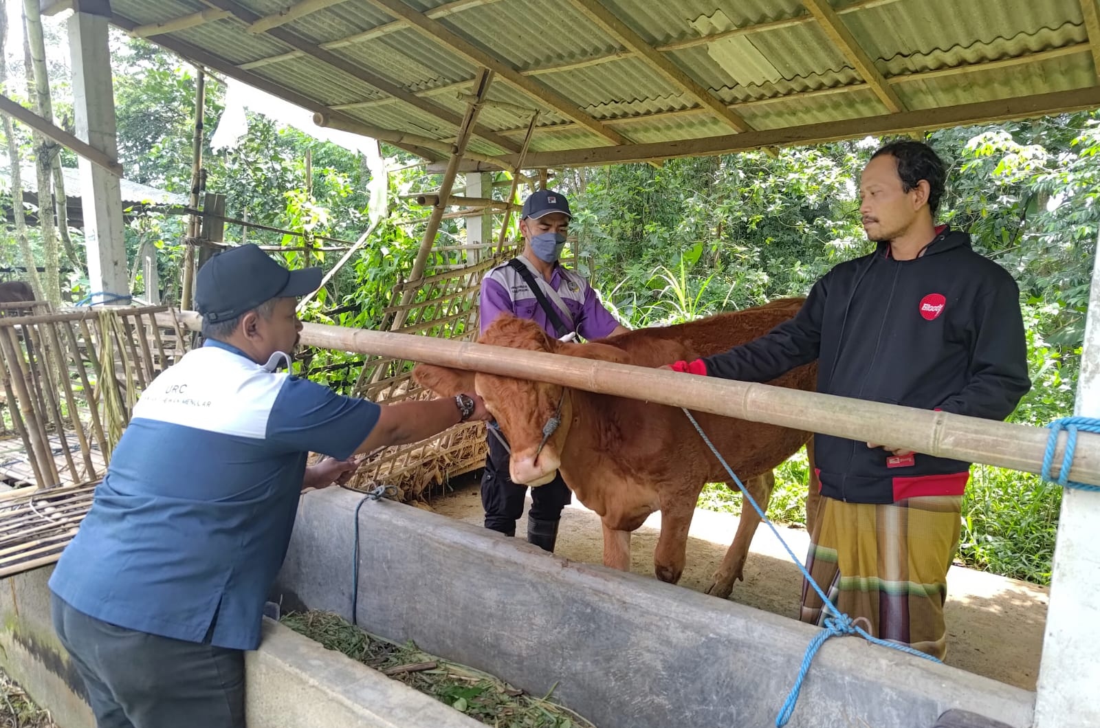 Ratusan Sapi di Tulungagung Sembuh dari PMK, Vaksinasi Terus Ditingkatkan!