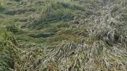 Padi Siap Panen Roboh Diterjang Hujan dan Angin, Petani di Nganjuk Rugi Besar