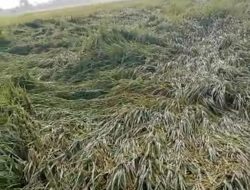 Padi Siap Panen Roboh Diterjang Hujan dan Angin, Petani di Nganjuk Rugi Besar