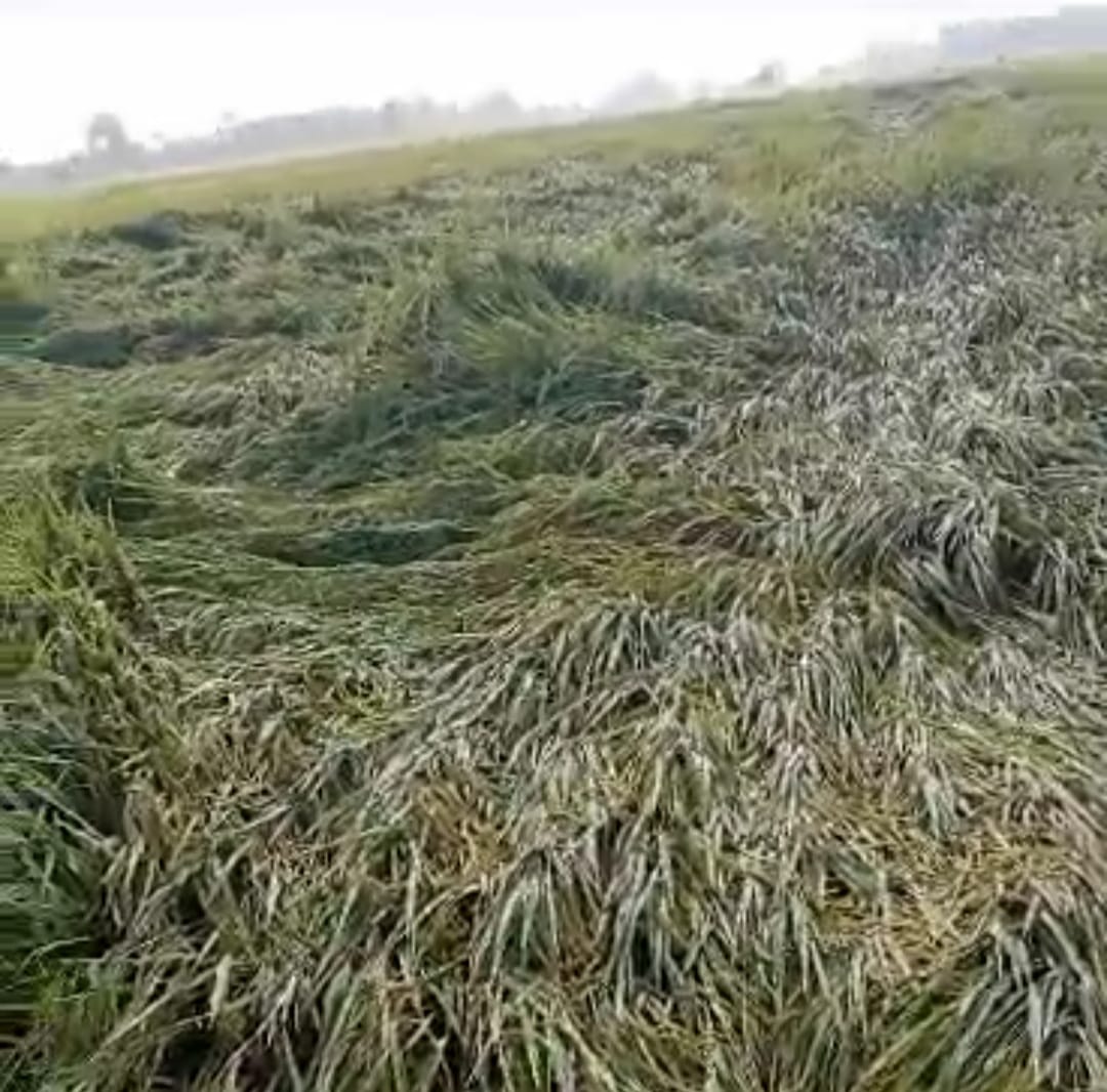 Padi Siap Panen Roboh Diterjang Hujan dan Angin, Petani di Nganjuk Rugi Besar