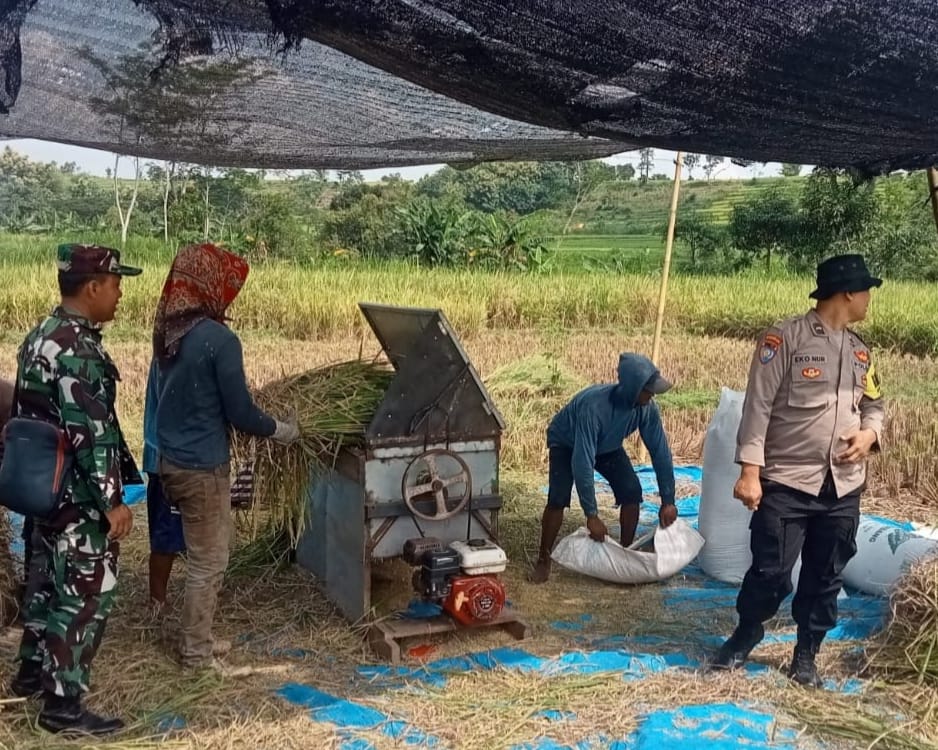 Bhabinkamtibmas Puhrubuh Ajak Petani Jual Padi ke Bulog untuk Hindari Permainan Tengkulak