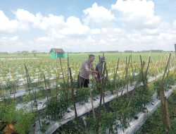 Polsek Lengkong Manfaatkan Lahan Kosong Warga di Desa Sawahan untuk Budidaya Cabai