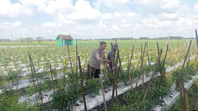 Polsek Lengkong Manfaatkan Lahan Kosong Warga di Desa Sawahan untuk Budidaya Cabai